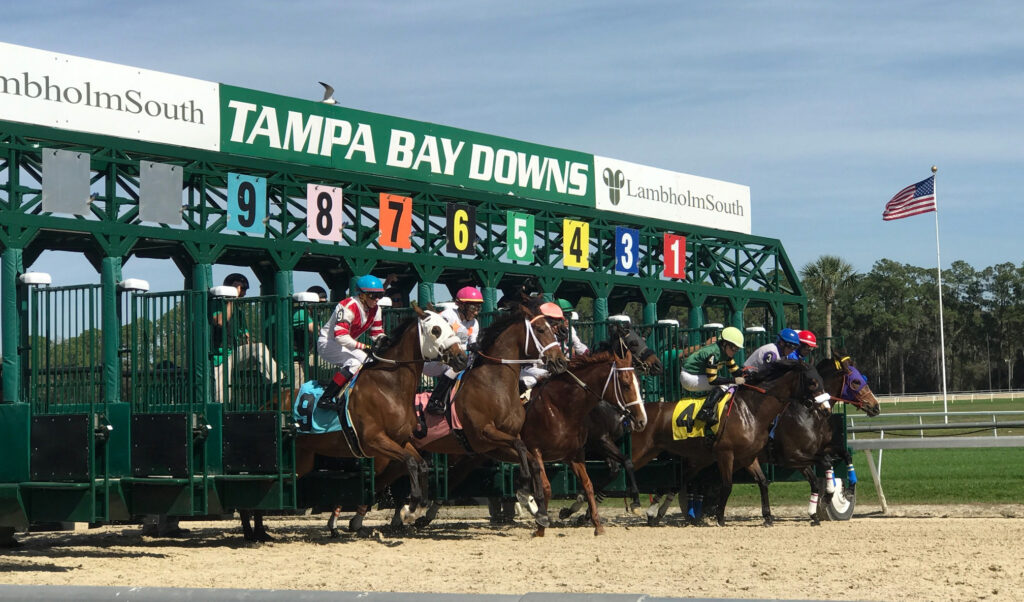 Tampa Bay Downs Horse Racing Betting | Wagers, Schedules & More